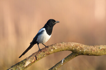 Bird - Common magpie Pica pica sitting bird, very smart and clever bird with black and white plumage on autumn sunset red yellow warm background