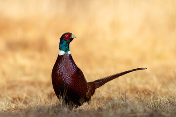 male Common pheasant Phasianus colchius Ring-necked pheasant in natural habitat, autumn background, grassland