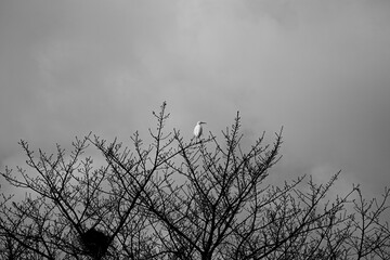 Fototapeta premium White bird on bare branch against cloudy sky