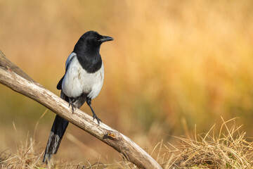 Bird - Common magpie Pica pica sitting bird, very smart and clever bird with black and white plumage on autumn sunset red yellow warm background
