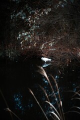 White egret in dark water