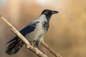 Bird - Hooded crow Corvus cornix in autumn meadow Poland Europe