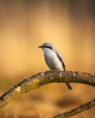 Bird Great Grey Shrike Lanius excubitor on autumn meadow Poland Europe