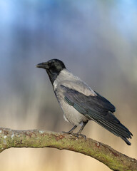 Bird - Hooded crow Corvus cornix in autumn meadow Poland Europe