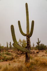 Saguaro Cactus Saguaro National Monument Tucson Arizona Sonoran Desert