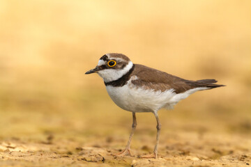 Shorebird Charadrius dubius, Little Ringed Plover on blurred background summer time Poland Europe