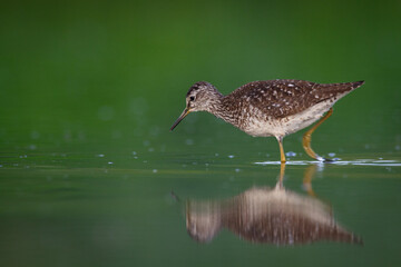 Shorebirds - Wood Sandpiper Tringa glareola, wildlife Poland Europe summer time migratory bird