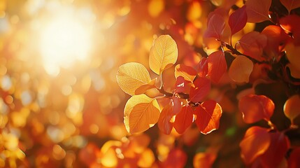 Autumn leaves backlit by sun, fall foliage background, nature scene, website banner