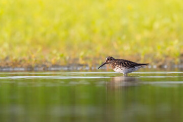 Shorebird Broad-billed sandpiper Limicola falcinellus, Calidris falcinellus bird with long beak, standing in the mud, blurred background, migratory bird, summer in Poland, Europe