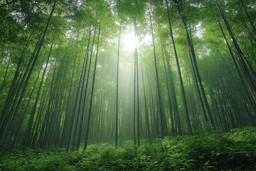 Obraz premium Serene bamboo forest with sunlight filtering through lush greenery and mist