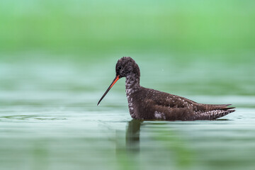 Shorebirds - Spotted redshank Tringa erythropus, wildlife Poland Europe summer time migratory bird