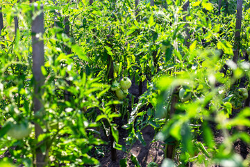 Tomato plants with ripe fruits growing in sunlit garden. Verdant agricultural setting featuring healthy vegetation and gardening concepts. Thriving tomato garden with organic produce