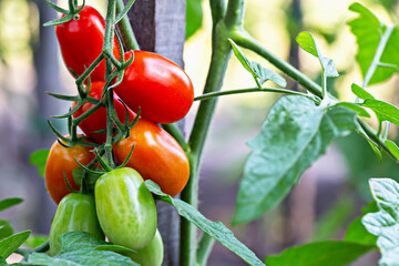 Tomatoes in varying stages of ripeness thrive on vine, showcasing green tomatoes and brightly ripened fruits. Concept of organic, ecologically clean products grown in one's own vegetable garden