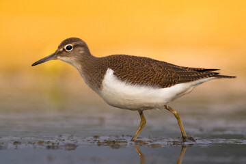 Bird Common Sandpiper Actitis hypoleucos small migratory bird, summer time Poland Europe