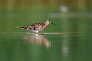 Shorebird - Philomachus pugnax, Ruff on summer time, migratory bird Poland Europe