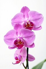 Delicate pink orchid blossoms isolated on pure white , isolated flower, floral design, delicate