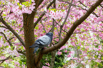 Pigeon perched on branch amid pink blossoms sakura. Bird pigeon and blossoms sakura create tranquil and picturesque background. Concept nature, bird and spring or environmental and floral compositions