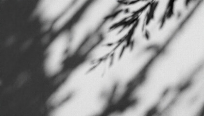 Shadowy Plant Branch Abstract Black and White Photography