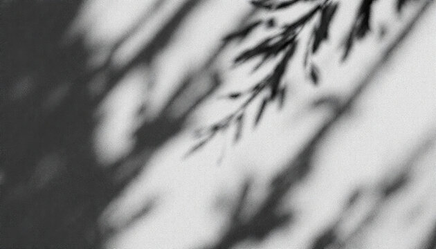 Fototapeta Shadowy Plant Branch Abstract Black and White Photography