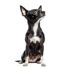 Obraz premium Black and White Chihuahua Sitting and Looking Up