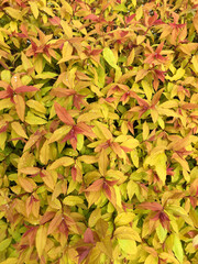 Red, orange, green foliage on an autumn bush. Bright autumn background.