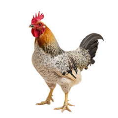 Fototapeta premium Rooster Isolated on White Background.