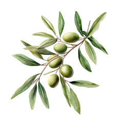olive branch with green leaves
