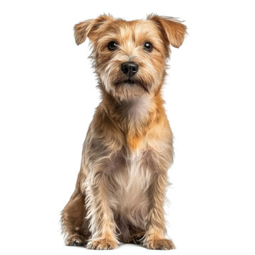 Adorable Small Mixed Breed Dog Sitting