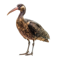 Obraz premium Bald Ibis Bird on White Background