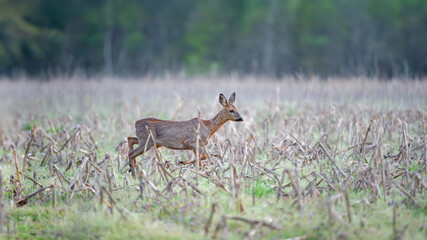 Roe deer doe in moult walking among the corn stubble in a field. Capreolus capreolus, zea mays, Sologne, Loiret 45, région Centre-Val-de-Loire, France, European Union, Europe