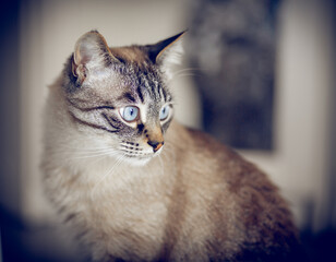 Portrait of a Thai tabby cat with blue eyes.