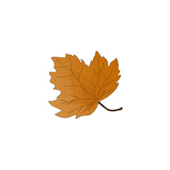autumn maple leaf