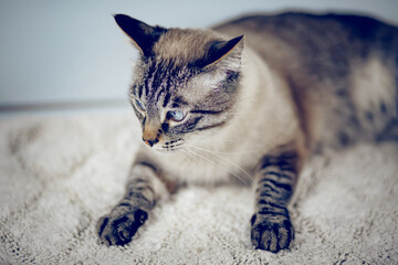 Thai purebred cat lies on a white carpet.