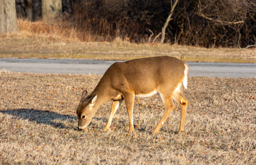Deer grazing by on grass at Sandy Hook, Jersey Shore, NJ in winter.