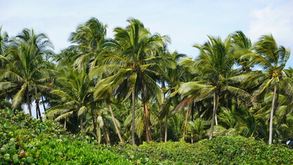 Grove of Coconut Palm trees