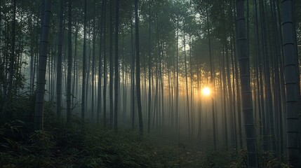 Obraz premium Misty sunrise through dense bamboo forest.