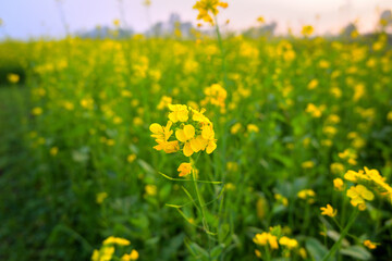 Obraz premium A field of vibrant yellow mustard flowers blooming under a soft, hazy sky.