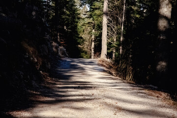 Obraz premium Sunlit forest path winds through towering evergreens, creating dramatic interplay of light and shadow. Natural tunnel effect draws eye into mysterious woodland depths. 