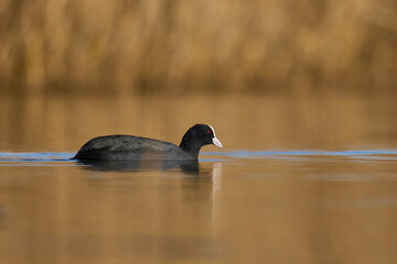 Eurasian coot (Fulica atra) swimming on a lake on the Somerset Levels in Somerset, England, United Kingdom.  
