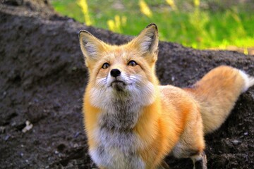 Curious Fox in Forest: A fox sits attentively in the forest, its vibrant orange fur and alert expression blending seamlessly with the earthy tones around it.
