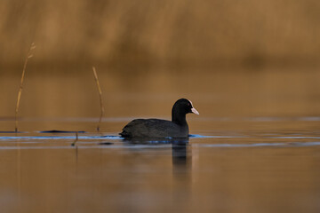 Eurasian coot (Fulica atra) swimming on a lake on the Somerset Levels in Somerset, England, United Kingdom.  