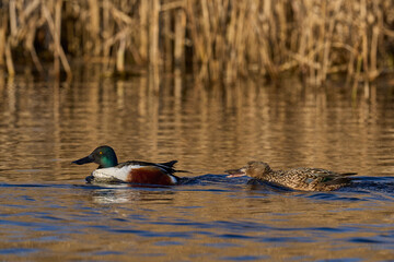Pair of Shoveler (Anas clypeata) swimming on a lake on the Somerset Levels in Somerset, United Kingdom.       