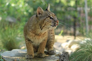 Alert Bobcat on Rock: Majestic bobcat poised on a rock, its intense gaze and striking features...