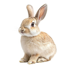 Obraz premium Adorable Baby Bunny Rabbit on White Background.