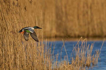 Male Shoveler (Anas clypeata) in flight across the seedbeds of the Somerset Levels in Somerset, United Kingdom.   
