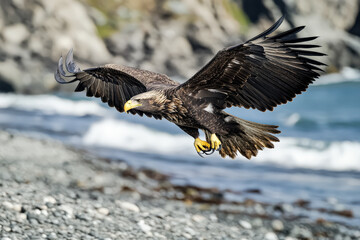 Fototapeta premium Large eagle is flying over a rocky beach. The eagle is soaring high in the sky, with its wings spread wide. The scene is serene and peaceful, with the eagle being the focal point of the image