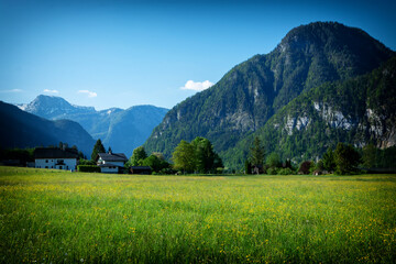 Rapsfeld at the Alps in spring time, Austria