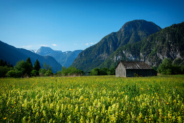 Rapsfeld at the Alps in spring time, Austria