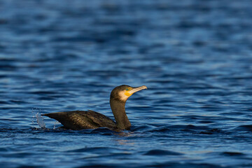 Cormorant (Phalacrocorax carbo) hunting on a lake on the Somerset Levels in Somerset, United Kingdom.