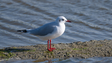 Larus ridibundus - Black-headed Gull - Mouette rieuse